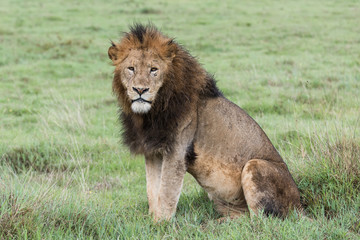 Panthera leo Big lion lying on savannah grass. Landscape with characteristic trees on the plain and hills in the background