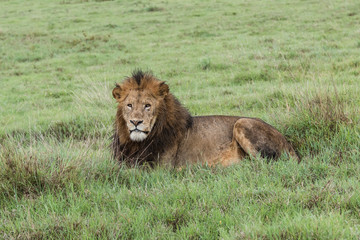 Panthera leo Big lion lying on savannah grass. Landscape with characteristic trees on the plain and hills in the background