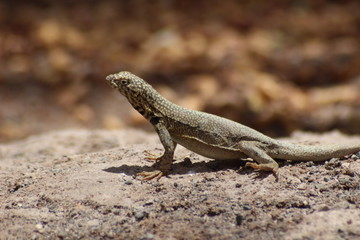 Gran lagarto del desierto del norte de Chile