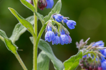 летние цветы
