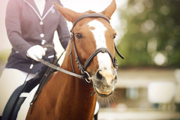A Bay horse with a white spot on its face is dressed in dressage equipment, and a rider is sitting on it. Together they are participating in the summer horse show.