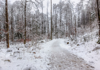 forest path at winter time