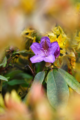 Purple rhododendron flower among orange flowers.