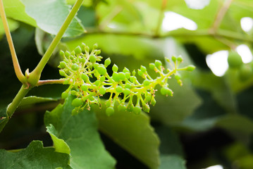 The beginning of formation of a bunch of grape