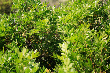 Dalmatian landscape with mountains and Adriatic Sea in wild bushes mastic tree.