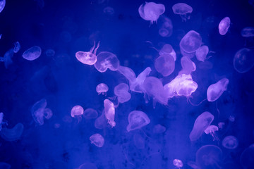 Fototapeta na wymiar Jellyfish that lie under the deep sea.