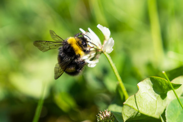 Bumblebee sucking nectar from a white clover flower with green vevetation background