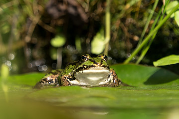 Front view of green frog on water lily leaves