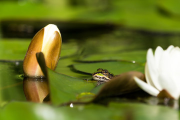 European green frog in the water between white water lily bud and flower