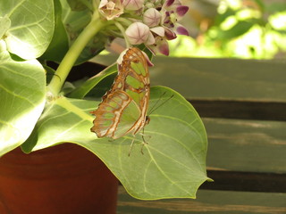 butterfly on leaf