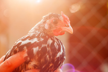 View on a beautiful Hamburg chicken