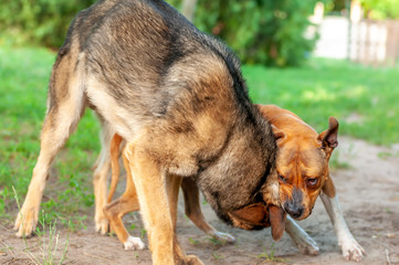 View on an american staffordshire terrier and a german shepherd dog while fighting