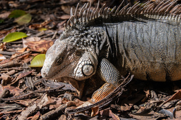 Iguana