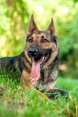 View on a german shepherd dog lying on the green grass