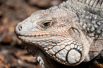 Iguana