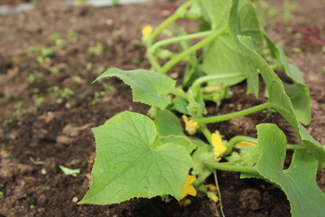 long stalk of cucumbers in the soil in summer