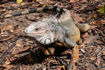 Iguana
