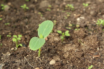  cucumber sprouts in the soil in the summer