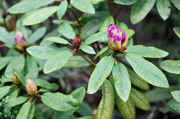 Purple rosodendron flower bud and green leaves.