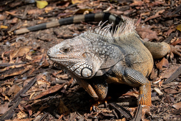 Iguana