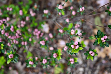 Pink bud of azalea and green leaves.