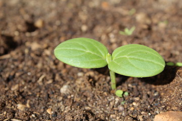  cucumber sprouts in the soil in the summer