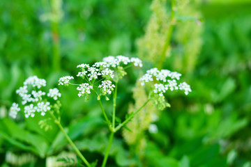 Selective focus. Small white wildflowers on a green blurred background.