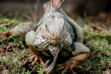 Iguana 
