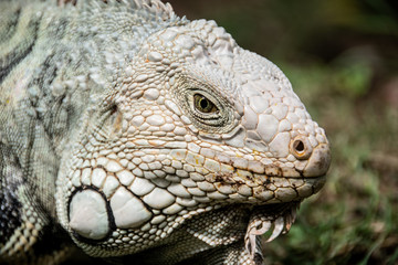 Iguana 
