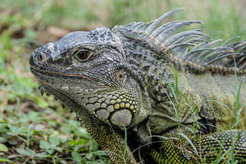 Iguana 