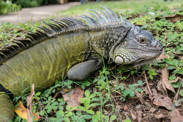 Iguana 