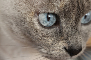Mirada felina