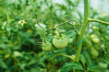 Red and green tomatoes on the greenhouse farm
