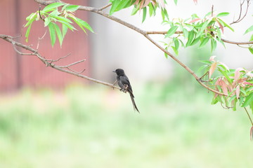 bird on feeder