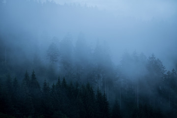 Schwarzwald, Nebel, Mystisch, Regen, Wald, Natur