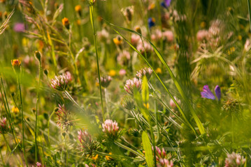 Fiori di Campo della Sardegna