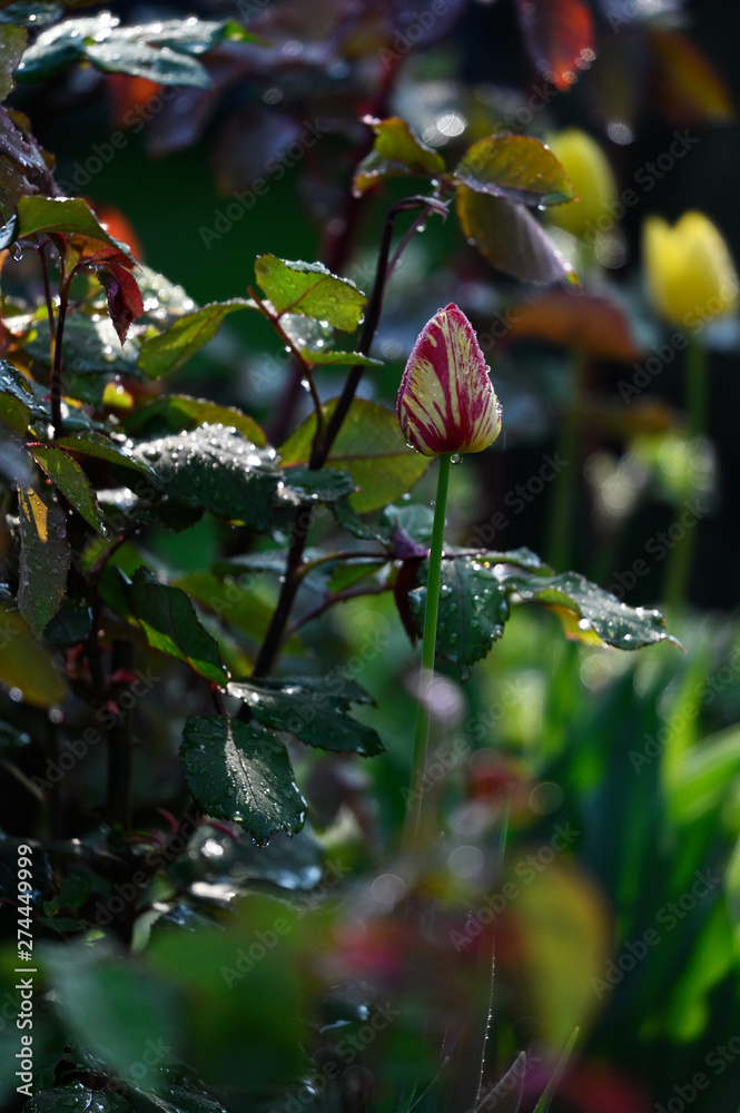 Sticker colorful flower - red-yellow - brindle tulip with drops of water and rose leaves around.