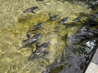 Humboldt penguins swimming