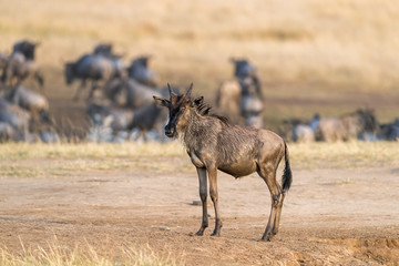 Young wildebeest emerges from the Mara river