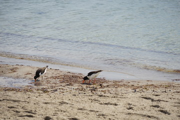 Vögel der Ostsee: Austernfischer am Strand (Altvogel und Jungvogel)