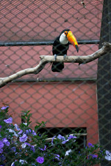 brazilian toucan © Sarissima