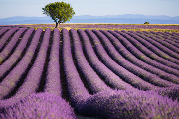 Lavender fields in Provence France ladnscape pretty hot summer - obrazy, fototapety, plakaty