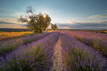 Lavender fields in Provence France ladnscape pretty hot summer