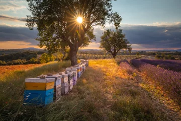 Zelfklevend Fotobehang Lavender fields in Provence France ladnscape pretty hot summer © PawelUchorczak
