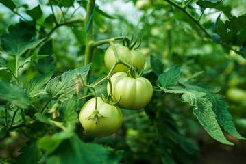 Red and green tomatoes on the greenhouse farm