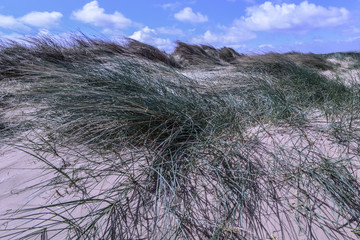 Long windblown grass on sand dunes on English beach in bright summer