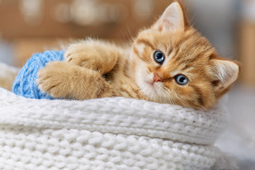 Cute kitten playing with balls of yarn - 274450569