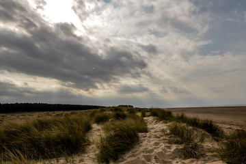 Naklejka na ściany i meble Long windblown grass on sand dunes on English beach in summer