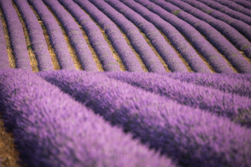 Naklejka na ściany i meble Lavender fields in Provence France ladnscape pretty hot summer