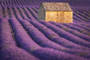 Naklejka premium Lavender fields in Provence France ladnscape pretty hot summer